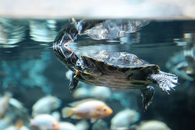 Group of redeared turtles from the family of american freshwater turtles