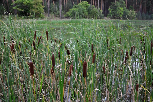 湖の端に生えている葦の群れ、接写