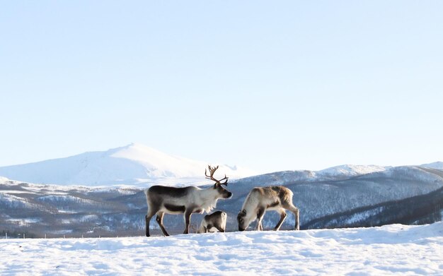 冬にトンドラに立っている鹿の群れ