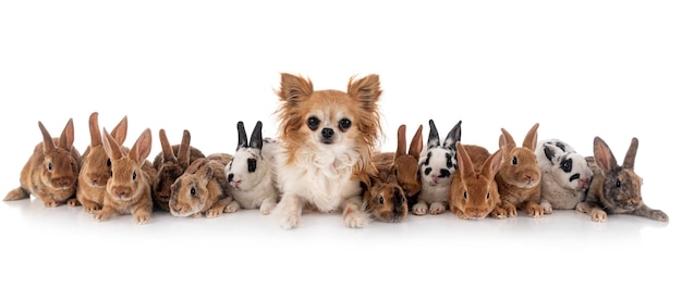 Group of rex rabbits and dog