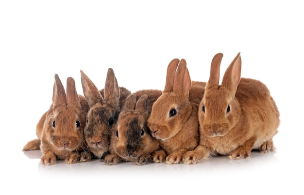 Group of rex rabbits