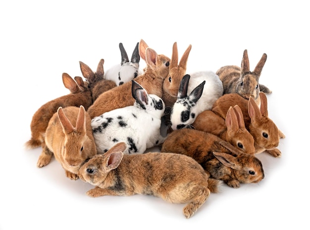 Group of rex rabbits