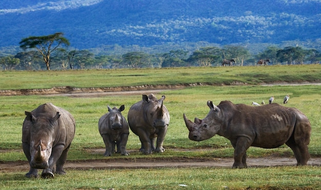 Group of rhinos in the national park.