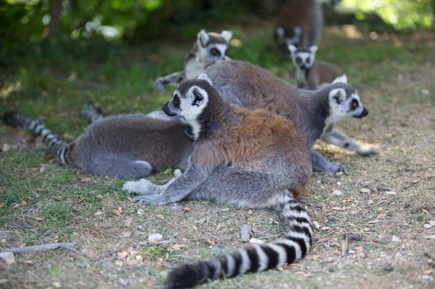 Group of Ring tailed lemurs