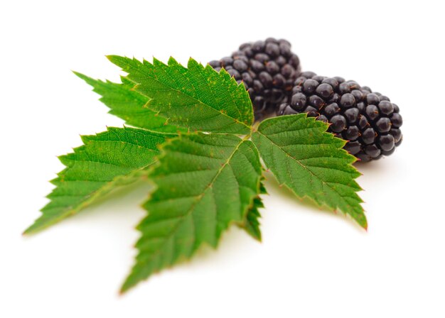 Group of ripe blackberries