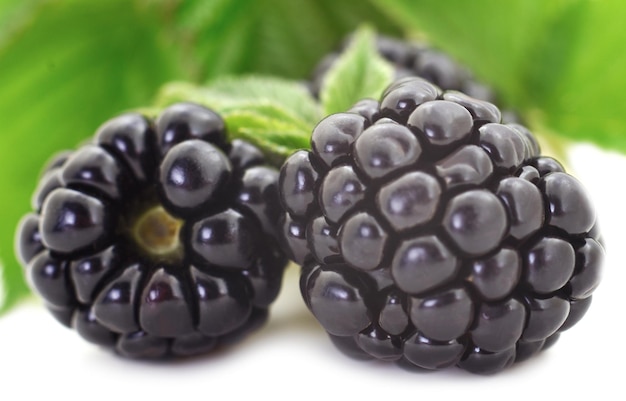 Group of ripe blackberries