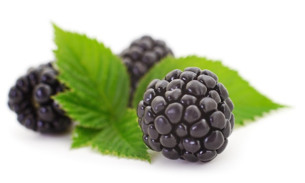 Group of ripe blackberries