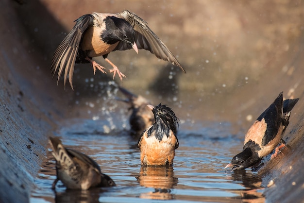 Группа розового скворца (Sturnus roseus) плещется в воде