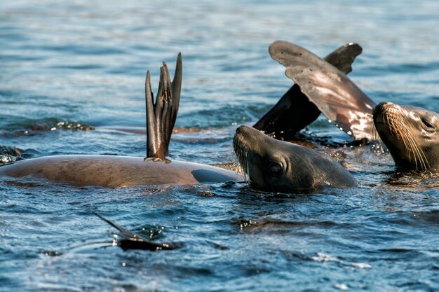 Group of Sea lion Seals