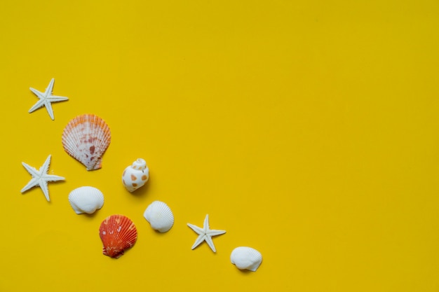 group of sea shells on yellow 