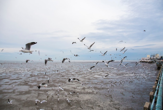 Group of seagull bird are flying.