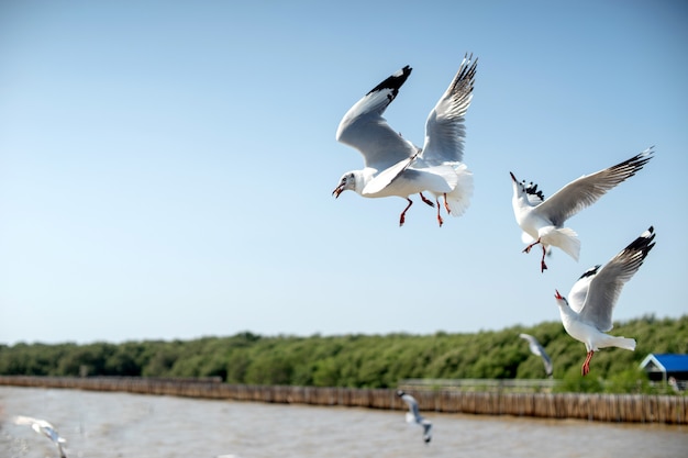 シーガル鳥のグループは海の近くに飛ぶ