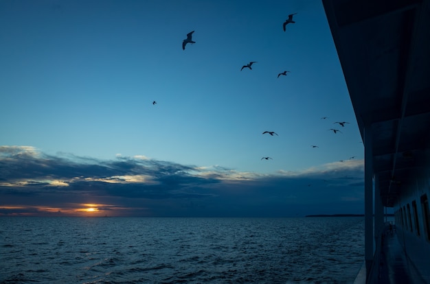 A group of seagulls flies above the sea surface