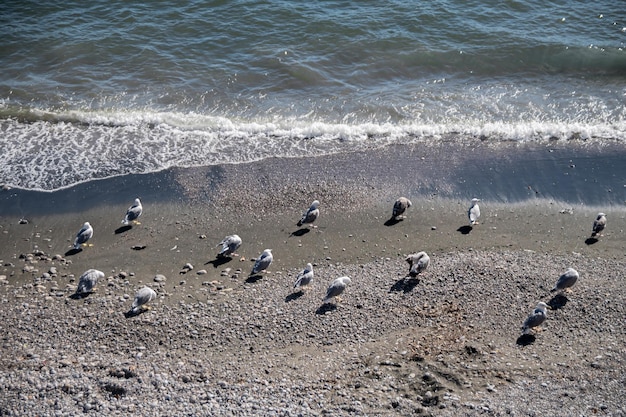Group of seagulls flock rests on the seashore The calm cozy summer sea
