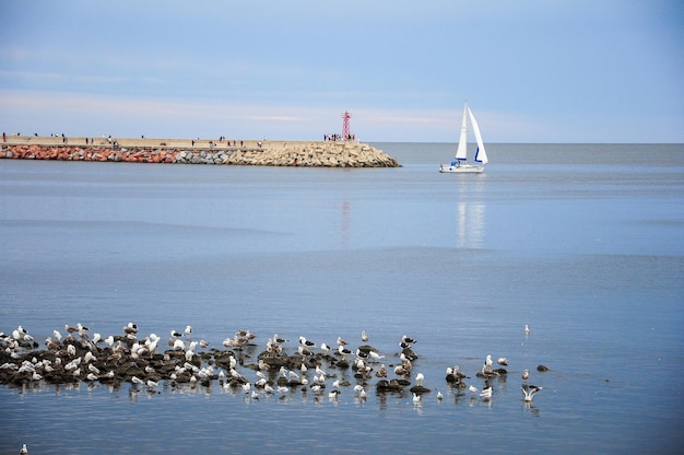 A group of seagulls rest on some rocks while people walk and fish on a pier in the background