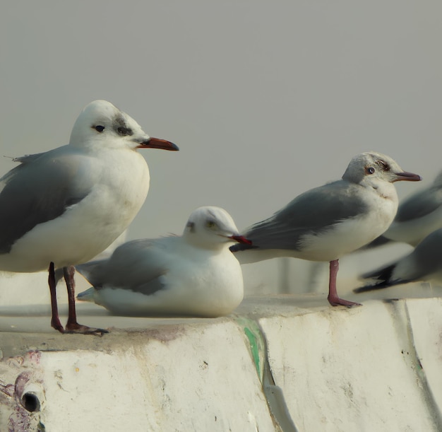 A group of seagulls sit on a ledge, one of them is facing the camera.