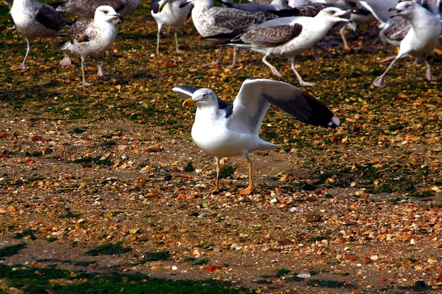 A group of seagulls, where on the center an adult spreads it's wings.