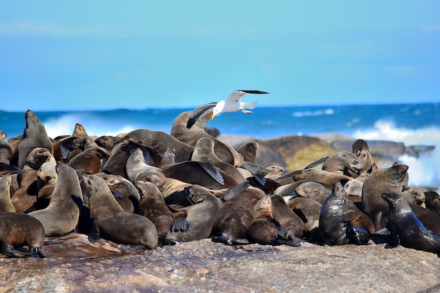 Group of sealions at duiker island south africa