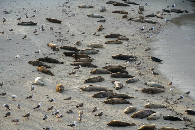 A group of seals on a beach