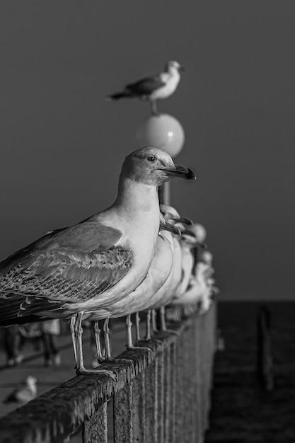 A group of several seagulls or gulls stand in a row