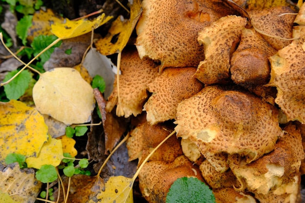 Group of Shaggy Scalycap mushrooms Pholiota squarrosa is a species of fungus in the Strophariaceae family on the forest floor near tree