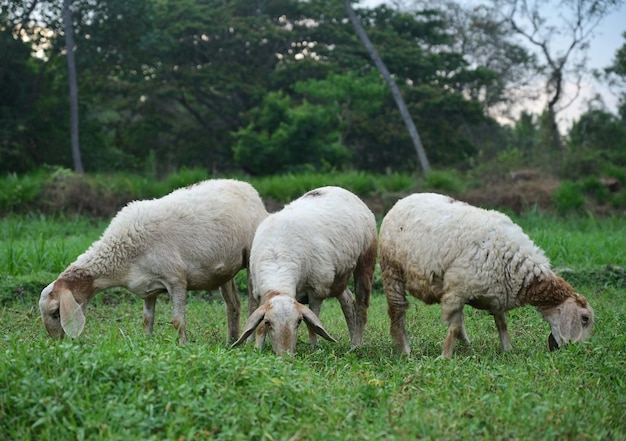 Photo a group of sheep are grazing in a field with trees in the background.