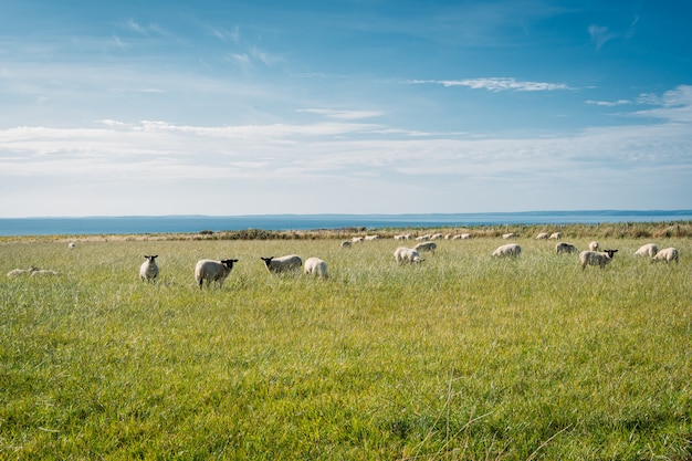 Group of sheep in a grass field,