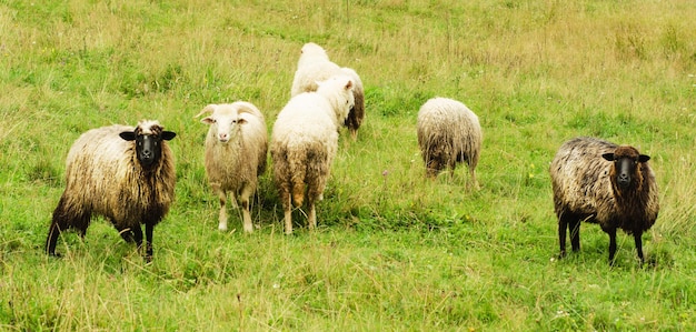 Group of sheep grazing at green meadow natural agriculture background