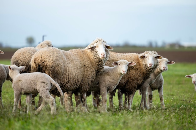 Group of sheep standing at the farm