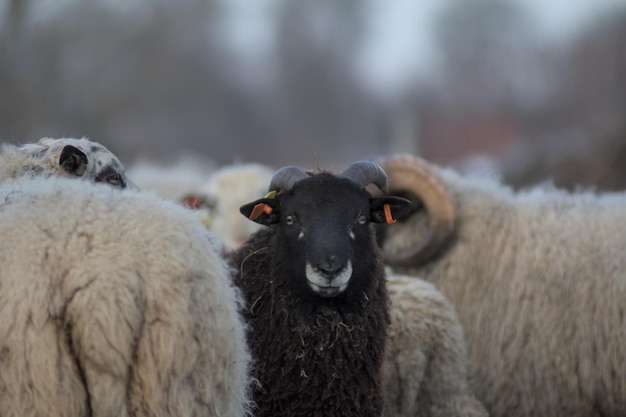 A group of sheep with long black and white coats