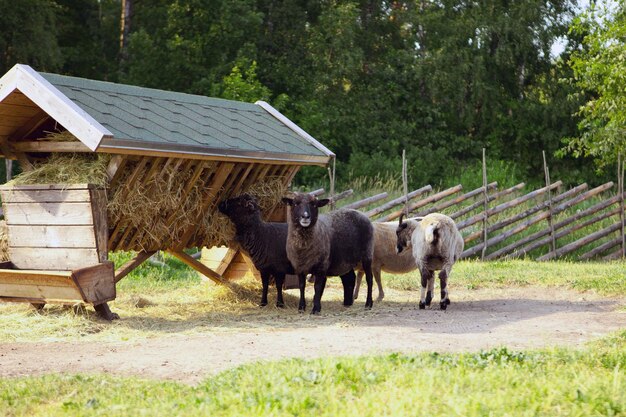 A group of sheeps on the farm eating grass in the morning