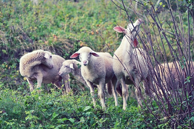 Group of sheeps and lambs in the nature