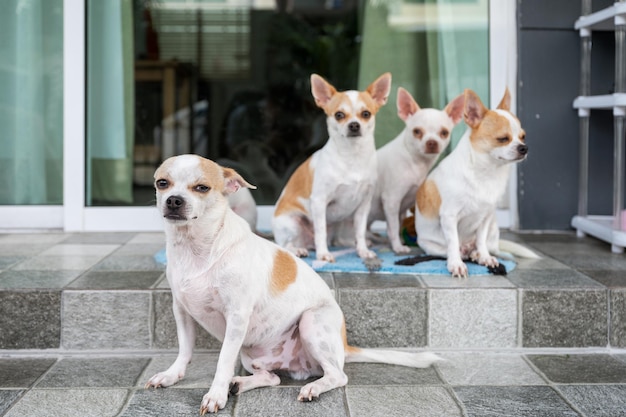 Group of Shorthair Chihuahua sitting and looking on front house