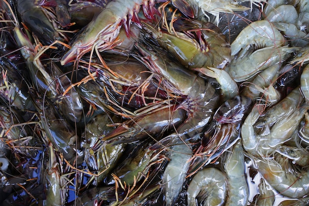 Group of shrimp fresh black tiger shrimp and banana shrimp