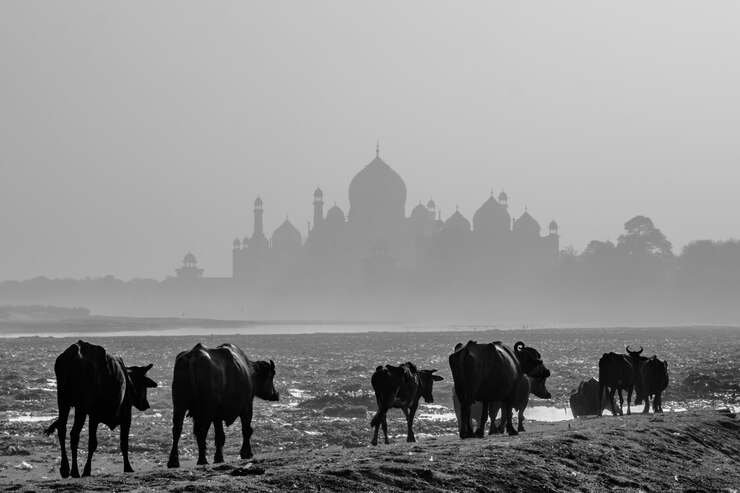 Photo group of silhouette bulls near tajmahal