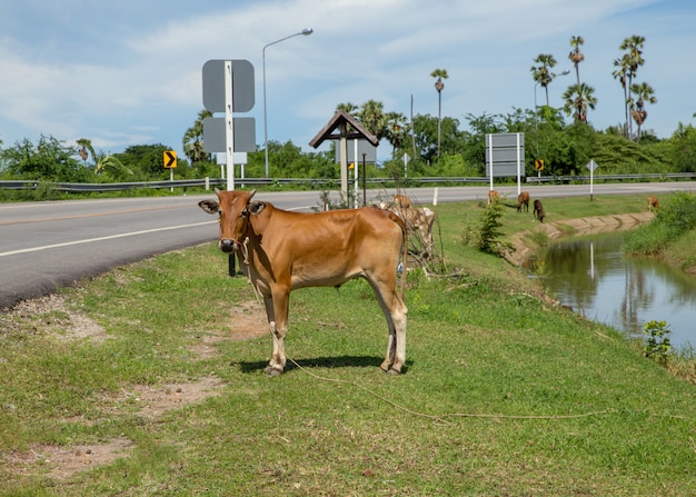 A group of skinny cows eating grass