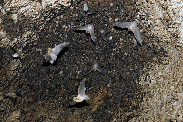Group of sleeping bats colony in a cave Caucasus mountains Georgia