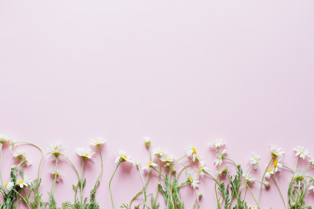 A group of small field daisies with a green stem of silt lies on a pastel pink