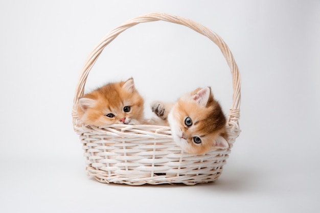 A group of small fluffy kittens sitting in a basket on a white background