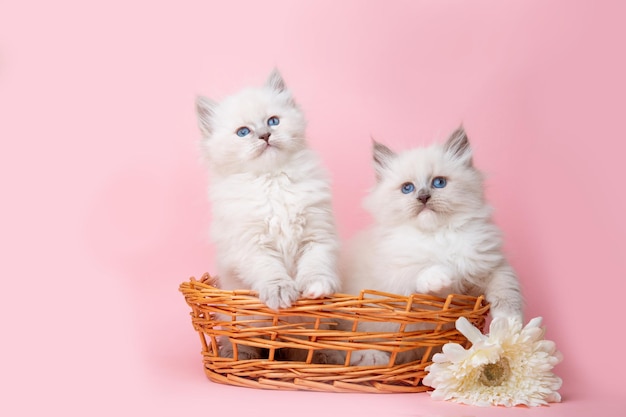 A group of small kittens of the Neva breed in a basket on a pink background