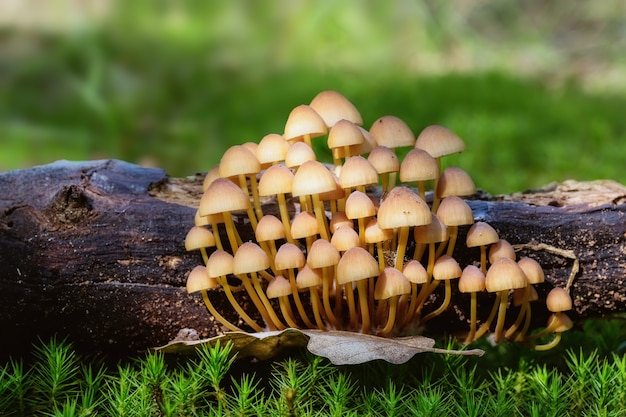 苔に小さなキノコのグループ、マクロ