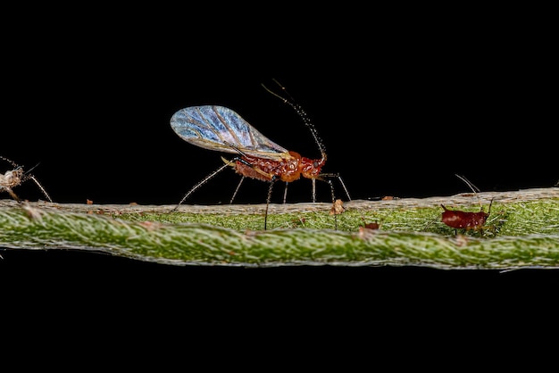 Group of small red aphids