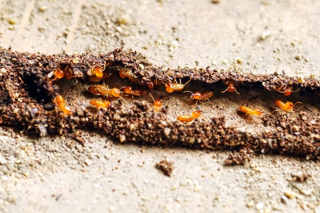 Group of the small termite Termites are social creatures that damage peoples wooden houses because