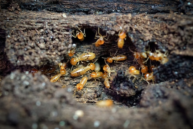 Group of the small termite Termites are social creatures that damage peoples wooden houses because