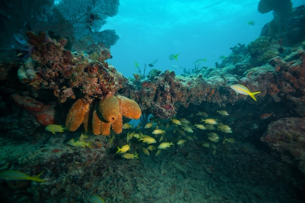 A group of small yellow fish Bigeye Yellow Snapper swimming in the ocean coral reef