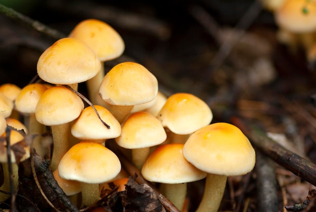 A group of small yellow mushrooms honey agarics