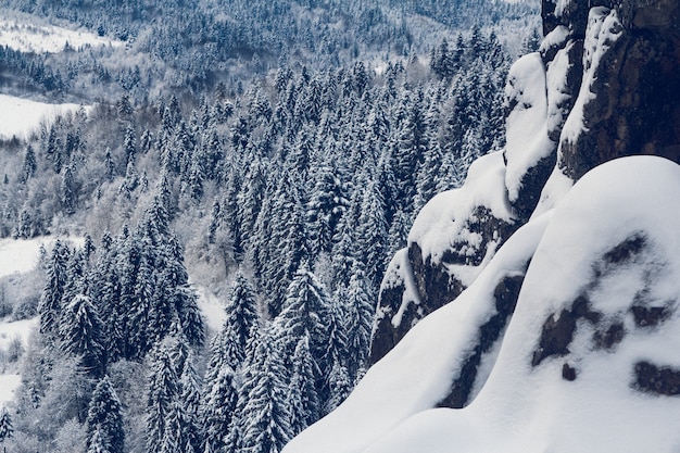 Group of Snow Covered Fir Trees. Snow-covered forest in the mountains.