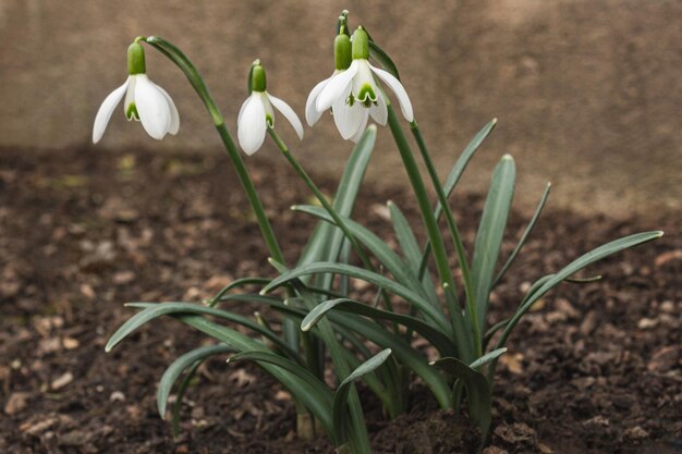 Photo group of snowdrop flowers