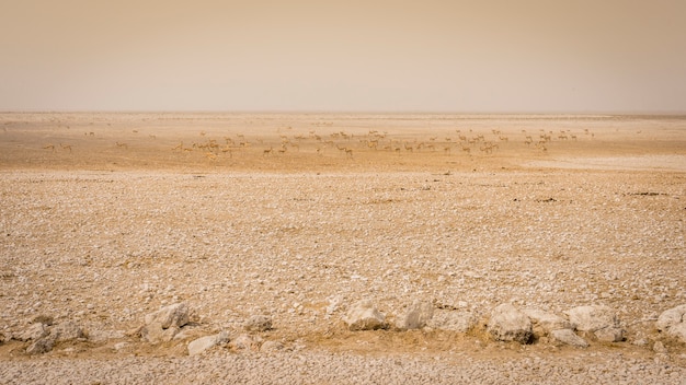 Gruppo di antilopi dell'antilope saltante che riposano nel parco nazionale di etosha al tramonto.