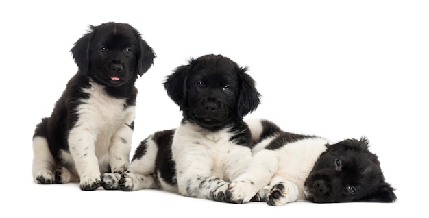 Group of Stabyhoun puppies in a row isolated on white